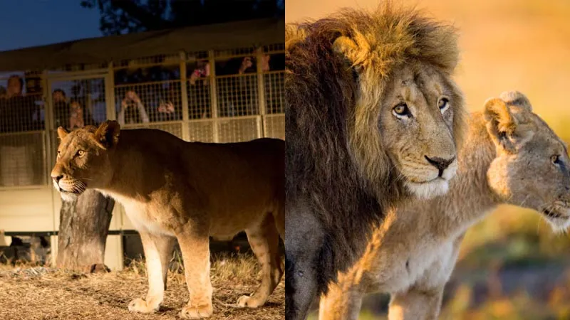 Land of Lion / Aquarium & Terrarium